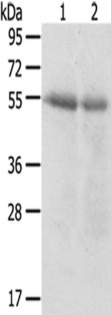 Anti-SERINC3 Rabbit Polyclonal Antibody