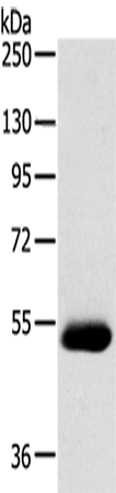 Anti-SERINC4 Rabbit Polyclonal Antibody