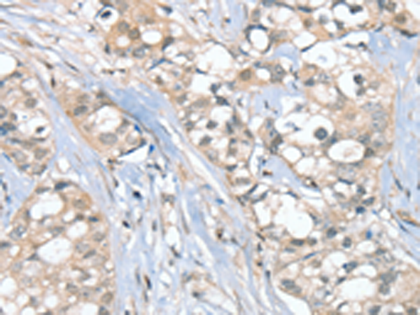 Anti-SGPL1 Rabbit Polyclonal Antibody