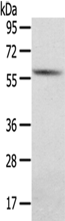 Anti-SGPL1 Rabbit Polyclonal Antibody