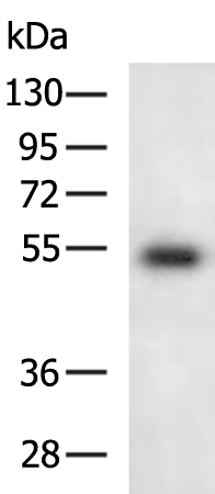 Anti-SIGLEC8 Rabbit Polyclonal Antibody