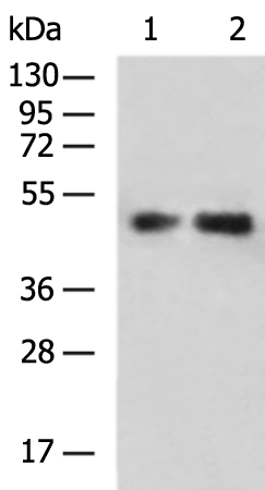 Anti-SLC16A3 Rabbit Polyclonal Antibody