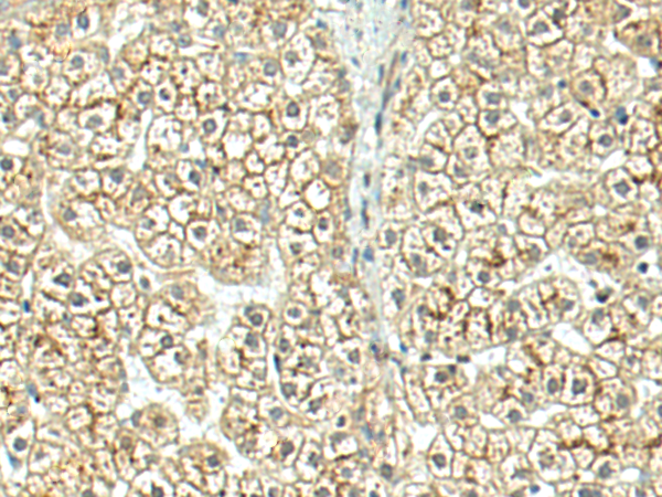 Anti-MCT 10 Rabbit Polyclonal Antibody