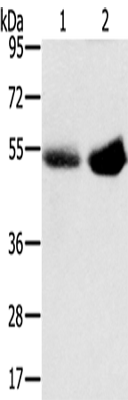 Anti-SLC13A3 Rabbit Polyclonal Antibody