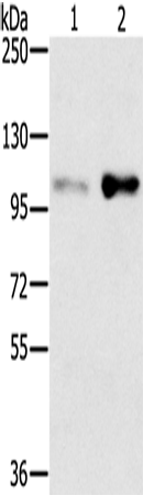 Anti-SLTM Rabbit Polyclonal Antibody