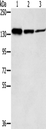 Anti-SMC2 Rabbit Polyclonal Antibody