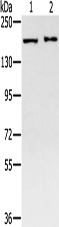 Anti-SMC4 Rabbit Polyclonal Antibody