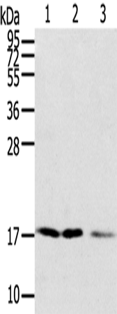 Anti-SNX3 Rabbit Polyclonal Antibody