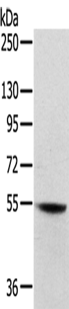 Anti-SNX30 Rabbit Polyclonal Antibody