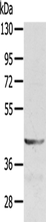 Anti-Syndecan 3 Rabbit Polyclonal Antibody