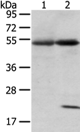 Anti-Syntrophin alpha 1 Rabbit Polyclonal Antibody