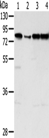 Anti-TAF15 Rabbit Polyclonal Antibody