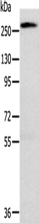 Anti-Talin 1 Rabbit Polyclonal Antibody