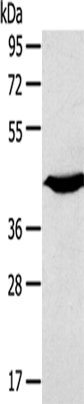 Anti-KCNK3 Rabbit Polyclonal Antibody