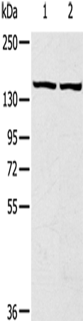 Anti-AS160 Rabbit Polyclonal Antibody
