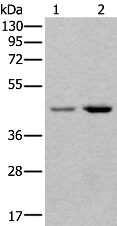 Anti-T Box Protein 1 Rabbit Polyclonal Antibody