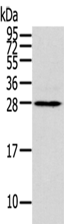 Anti-THAP3 Rabbit Polyclonal Antibody