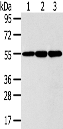 Anti-ISM2 Rabbit Polyclonal Antibody