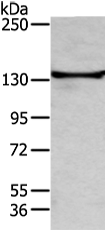Anti-TRIM24 Rabbit Polyclonal Antibody