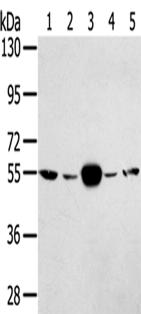 Anti-TRIM35 Rabbit Polyclonal Antibody