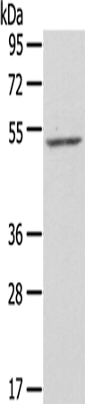 Anti-ZFP36L2 Rabbit Polyclonal Antibody