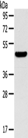 Anti-TM7SF2 Rabbit Polyclonal Antibody