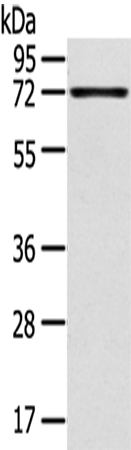 Anti-TNIP1 Rabbit Polyclonal Antibody