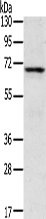 Anti-TNK1 Rabbit Polyclonal Antibody