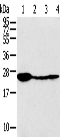 Anti-Tumor Protein D52 Rabbit Polyclonal Antibody