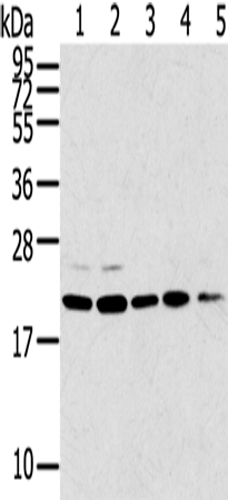 Anti-Tumor Protein D53 Rabbit Polyclonal Antibody
