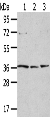 Anti-TPST1 Rabbit Polyclonal Antibody