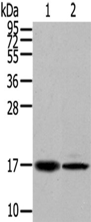 Anti-TRARG1 Rabbit Polyclonal Antibody