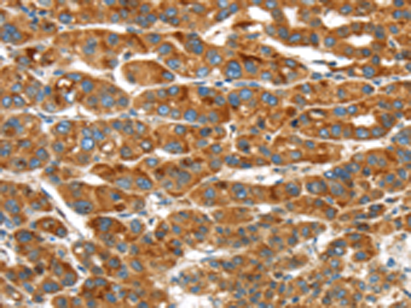 Anti-ER Protein 44 Rabbit Polyclonal Antibody