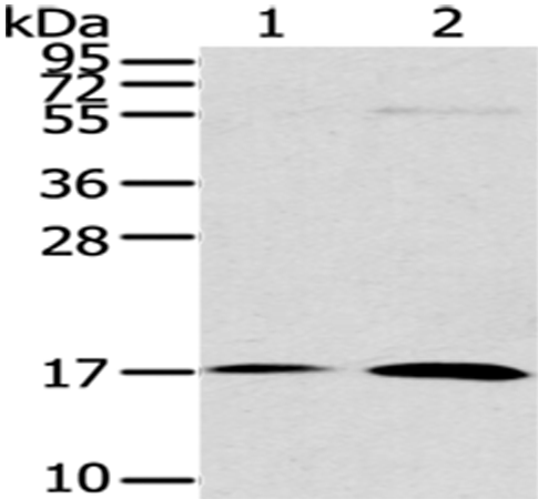Anti-Urotensin 2B Rabbit Polyclonal Antibody