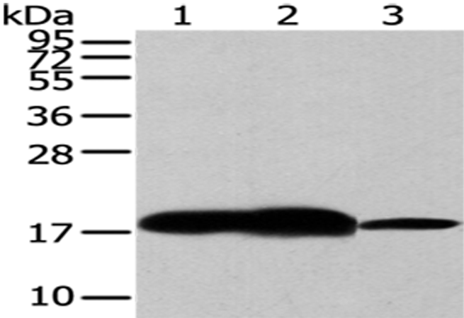 Anti-VAMP2 Rabbit Polyclonal Antibody