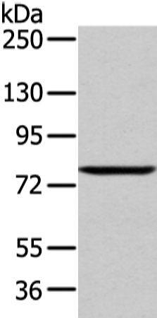Anti-WDR91 Rabbit Polyclonal Antibody