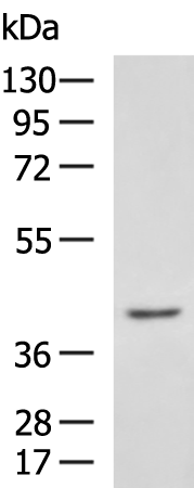 Anti-SOX3 Rabbit Polyclonal Antibody