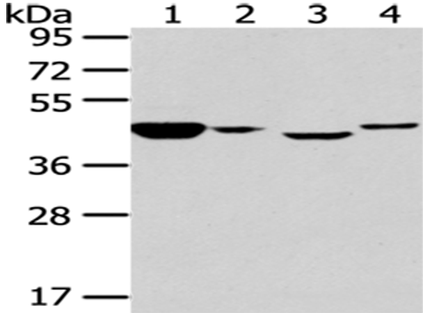 Anti-Chromogranin A Rabbit Polyclonal Antibody