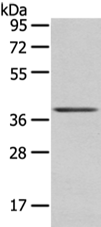 Anti-Wnt10a Rabbit Polyclonal Antibody