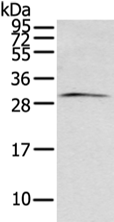 Anti-ZFAND2B Rabbit Polyclonal Antibody