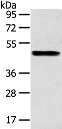 Anti-ZPR1 Rabbit Polyclonal Antibody