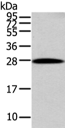 Anti-ZNF365 Rabbit Polyclonal Antibody
