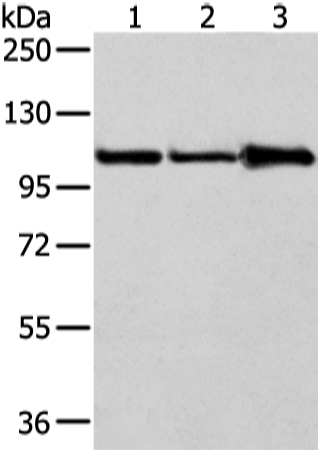 Anti-alpha 1-adaptin Rabbit Polyclonal Antibody