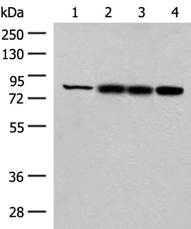 Anti-HNF 1 alpha Rabbit Polyclonal Antibody