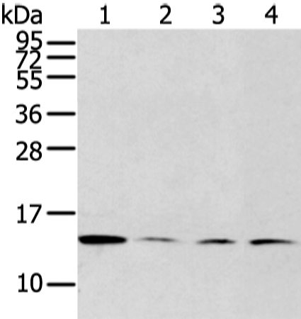 Anti-Claudin Domain Containing Protein 2 Rabbit Polyclonal Antibody