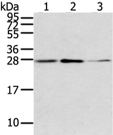 Anti-Claudin 15 Rabbit Polyclonal Antibody