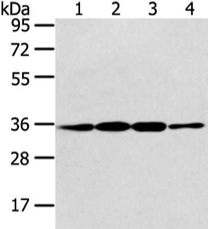 Anti-CDX2 Rabbit Polyclonal Antibody