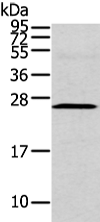 Anti-CFC1 Rabbit Polyclonal Antibody