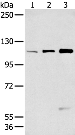 Anti-FBLN2 Rabbit Polyclonal Antibody