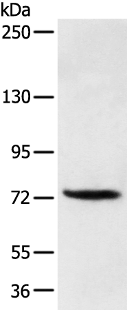 Anti-FOXP4 Rabbit Polyclonal Antibody